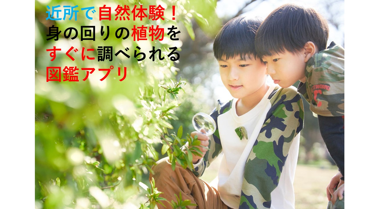 近所の花を調べたい 図鑑アプリを使って自然体験 こそだてまっぷ