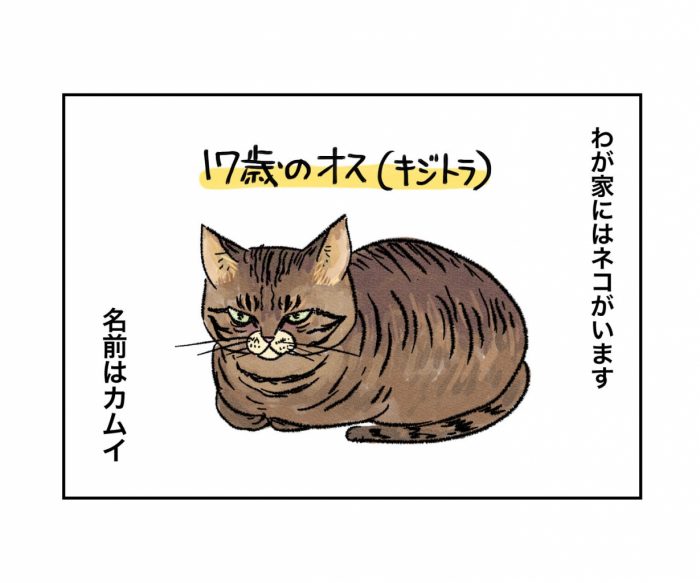 ニャンとも癒やしの連鎖／花丸曜日！ マルサイさんちの三兄弟