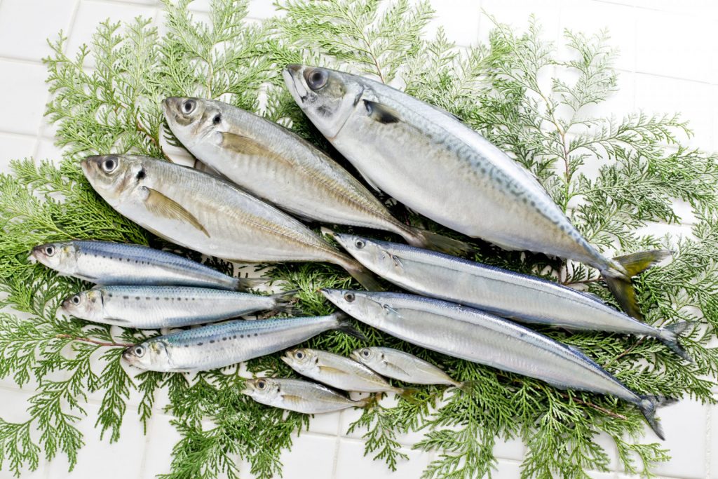 青魚（イメージ）