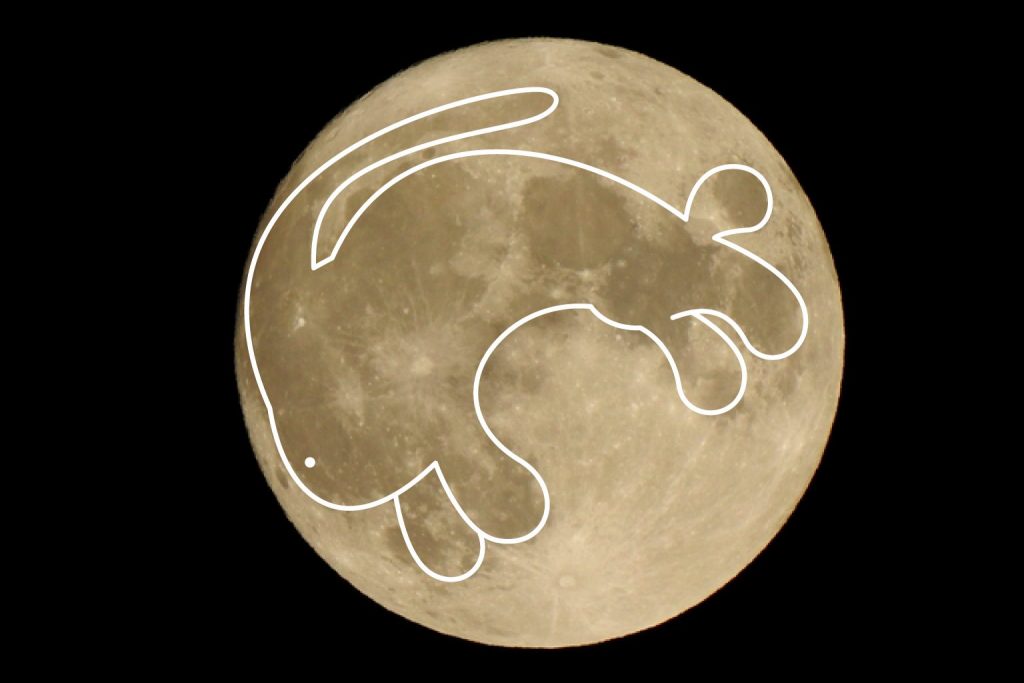 ウサギ
