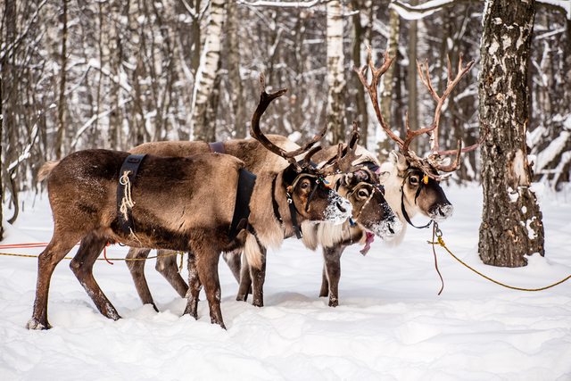 【クリスマスの雑学クイズ】親子で楽しむ★トナカイ2択クイズ［全8問］