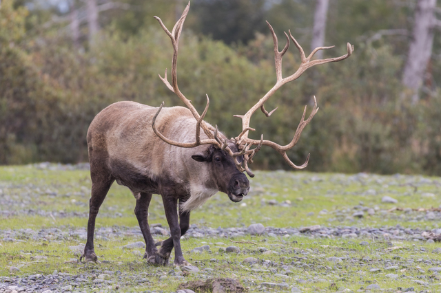 トナカイのオス