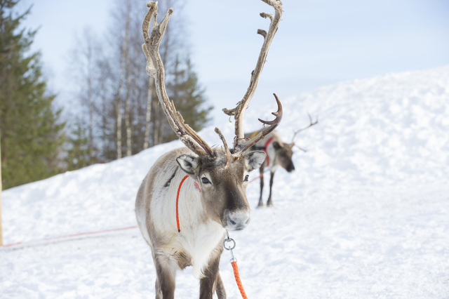 トナカイのメス