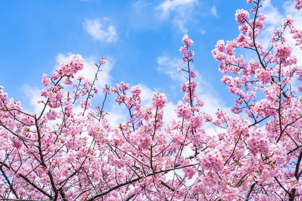 桜が写っている様子