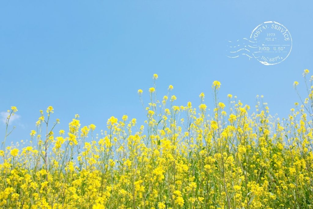 【2026年版】「春分の日」はいつ？意味や由来、春のお彼岸についてもわかりやすく解説