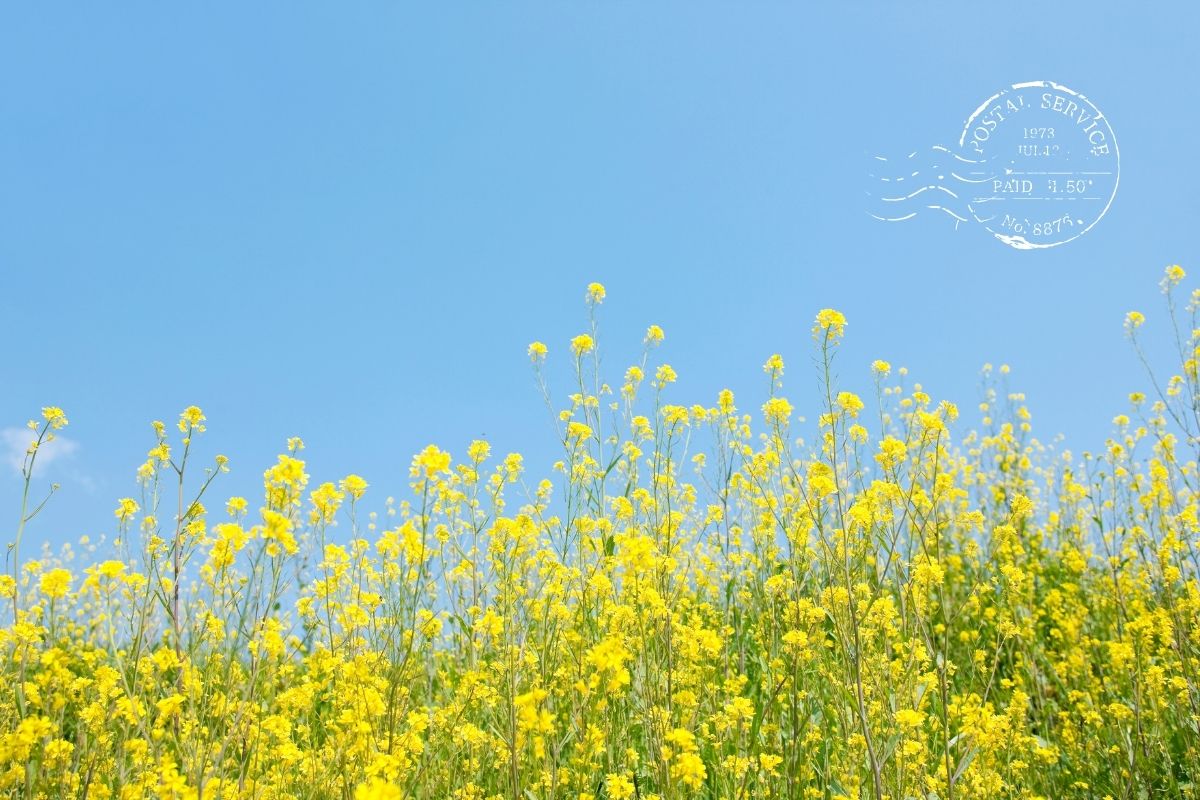 【2026年版】「春分の日」はいつ？意味や由来、春のお彼岸についてもわかりやすく解説