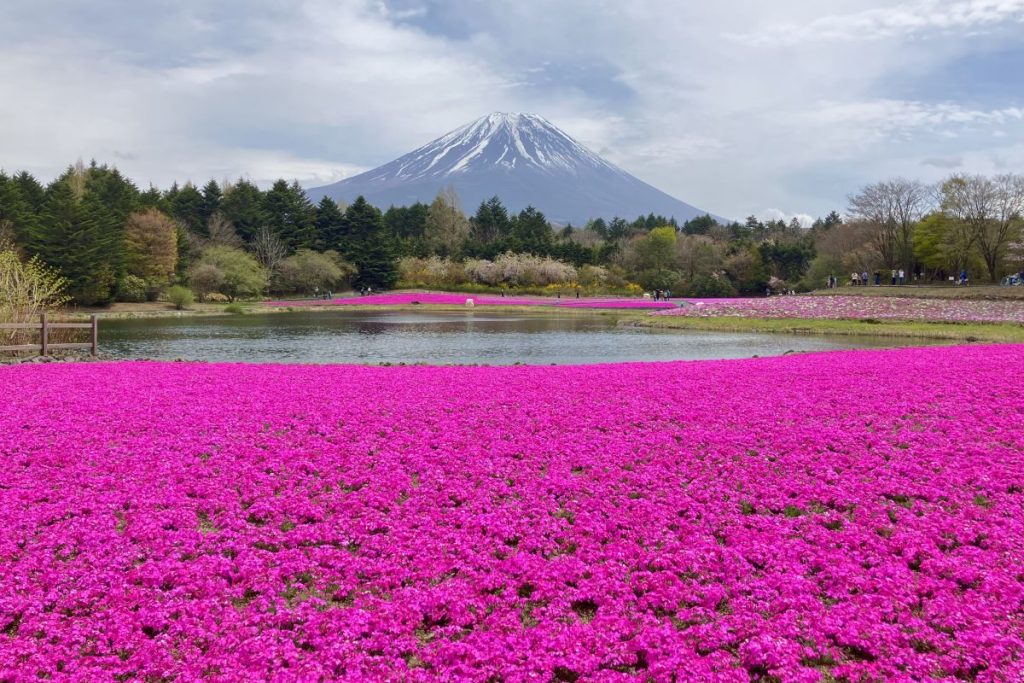 家族で行きたい満開の芝桜が楽しめる「富士芝桜まつり」の見どころを紹介｜富士本栖湖リゾート