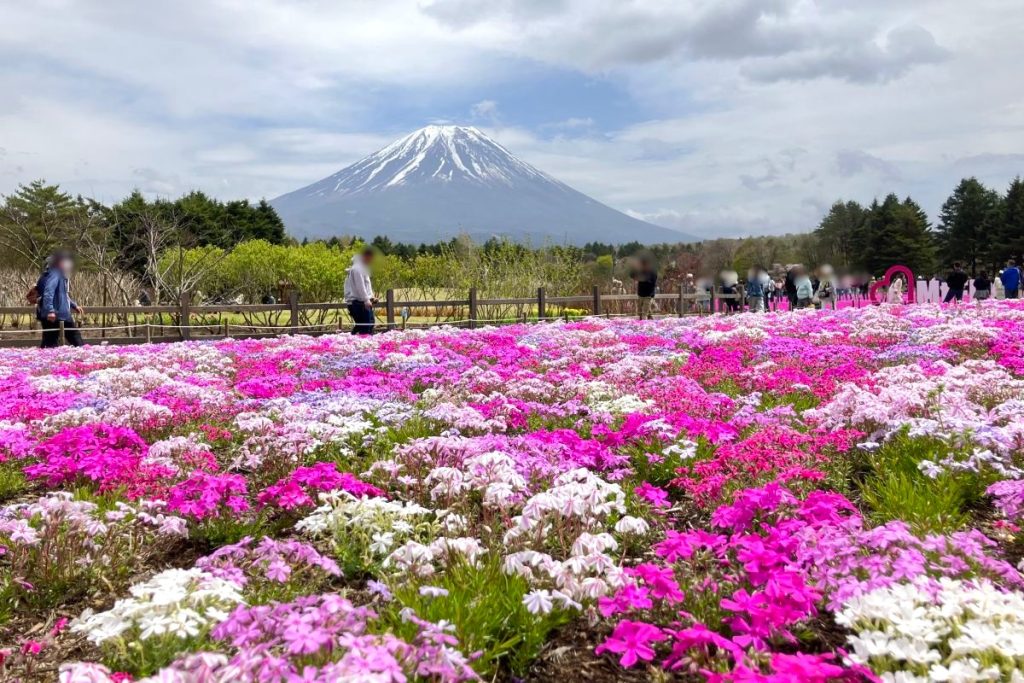 富士本栖湖リゾートの芝桜と富士山の写真