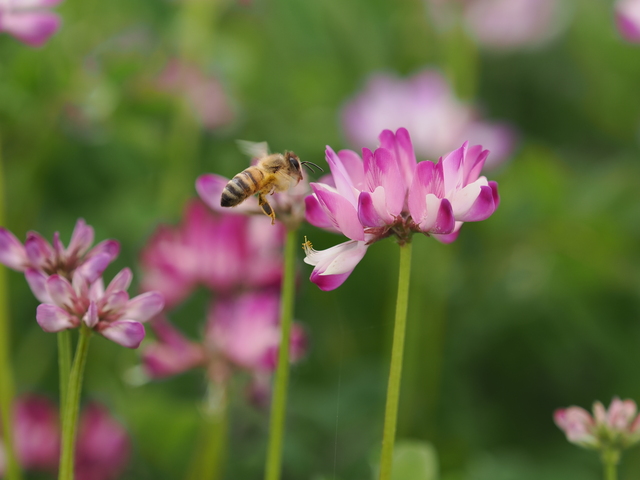花蜜を集めるミツバチ