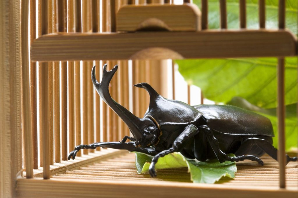 カブトムシが力強く動いている様子