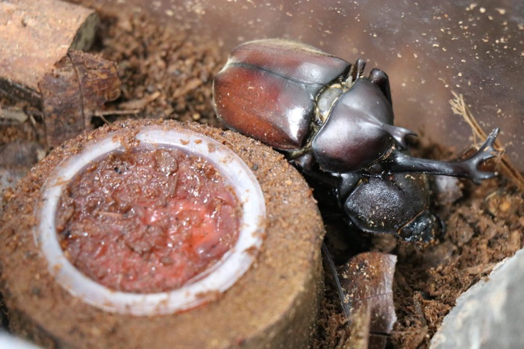 カブトムシが虫籠の中にいる様子