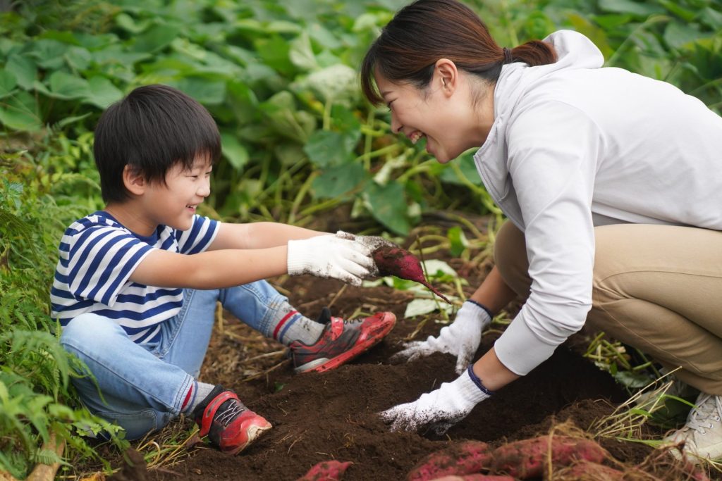 芋掘りをしている男の子とお母さん