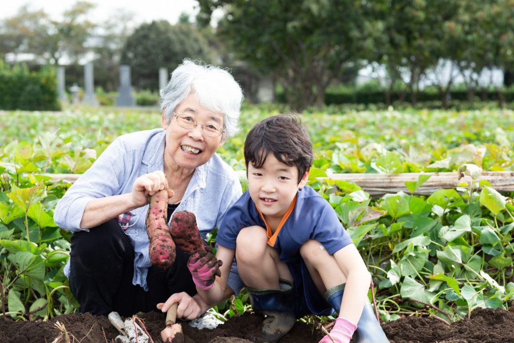 おばあちゃんと芋掘りをしている男の子